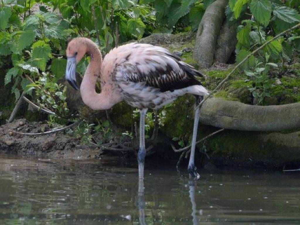 101PARC AUX OISEAUX DANS L AIN 2016 1_000015.jpg